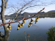 十和田湖風景写真