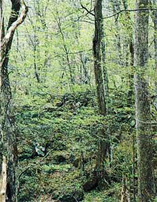 河辺林・湿った環境の林の写真