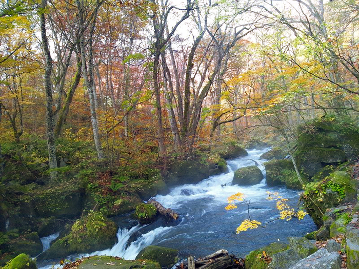 奥入瀬渓流の秋写真１